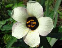 Ibišek trojdílný (Hibiscus trionum)
