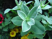 Pryšec vroubený (Euphorbia marginata)