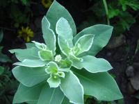 Pryšec vroubený (Euphorbia marginata)