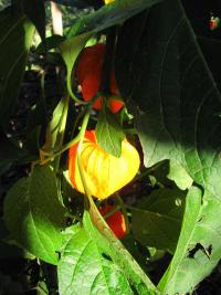 Mochyně židovská (Physalis alkekengi)