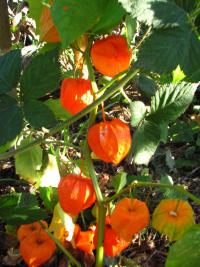 Mochyně židovská (Physalis alkekengi)
