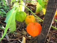 Mochyně židovská (Physalis alkekengi)