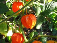 Mochyně židovská (Physalis alkekengi)