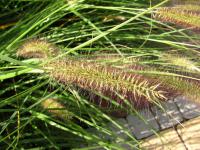 Dochan psárkovitý (Pennisetum alopecuroides)