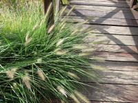 Dochan psárkovitý (Pennisetum alopecuroides)