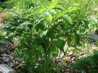 Kokořík mnohokvětý (Polygonatum multiflorum)