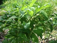Kokořík mnohokvětý (Polygonatum multiflorum)
