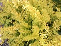 Dřišťál thunbergův