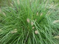 Dochan psárkovitý (Pennisetum alopecuroides)