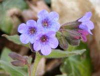 Plicník lékařský (Pulmonaria officinalis)
