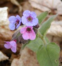 Plicník lékařský (Pulmonaria officinalis)
