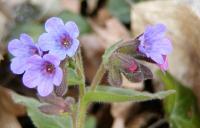 Plicník lékařský (Pulmonaria officinalis)