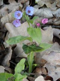 Plicník lékařský (Pulmonaria officinalis)