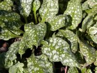 Plicník lékařský (Pulmonaria officinalis)