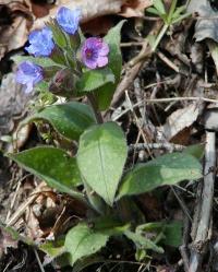 Plicník lékařský (Pulmonaria officinalis)