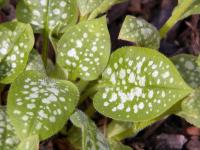 Plicník lékařský (Pulmonaria officinalis)