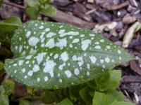 Plicník lékařský (Pulmonaria officinalis)