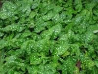 Plicník lékařský (Pulmonaria officinalis)