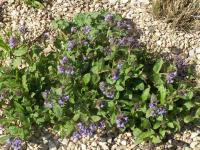Plicník lékařský (Pulmonaria officinalis)