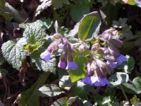 Plicník lékařský (Pulmonaria officinalis)