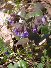 Plicník lékařský (Pulmonaria officinalis)