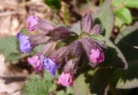 Plicník lékařský (Pulmonaria officinalis)