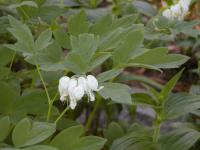 Srdcovka nádherná 'Alba' (Lamprocapnos spectabilis)
