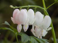 Srdcovka nádherná 'Alba' (Lamprocapnos spectabilis)