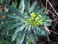 Pryšec bahenní (Euphorbia palustris)