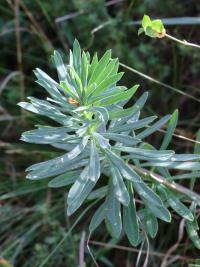 Pryšec bahenní (Euphorbia palustris)