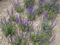 Šalvěj hajní (Salvia nemorosa)