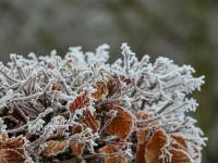 Habr obecný (Carpinus betulus)