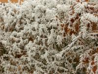 Habr obecný (Carpinus betulus)