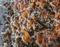 Habr obecný (Carpinus betulus)