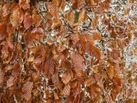 Habr obecný (Carpinus betulus)