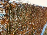 Habr obecný - habitus v zimě (Carpinus betulus)