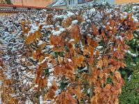 Habr obecný (Carpinus betulus)