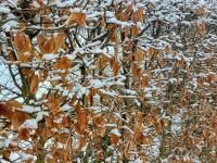 Habr obecný (Carpinus betulus)