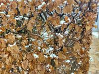 Habr obecný (Carpinus betulus)