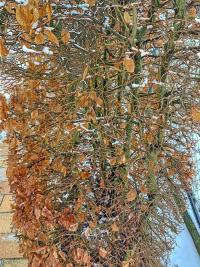 Habr obecný (Carpinus betulus)