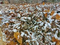 Habr obecný (Carpinus betulus)