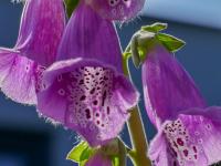 Náprstník červený (Digitalis purpurea)