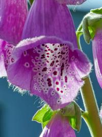 Náprstník červený (Digitalis purpurea)