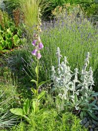 Náprstník červený (Digitalis purpurea)