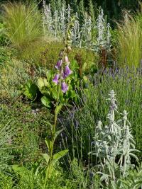 Náprstník červený (Digitalis purpurea)