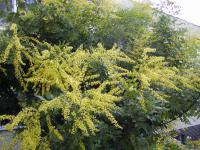 Svitel latnatý (Koelreuteria paniculata) Svitel latnatý (Koelreuteria paniculata)