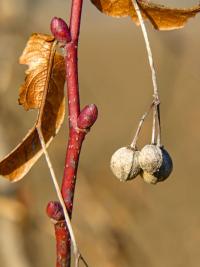 Lípa velkolistá (Tilia platyphyllos)