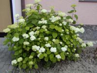 Hortenzie stromkovitá