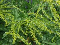 Zlatobýl kanadský (Solidago canadensis) Zlatobýl kanadský (Solidago canadensis)