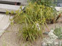 Ostřice Grayova (Carex grayi)